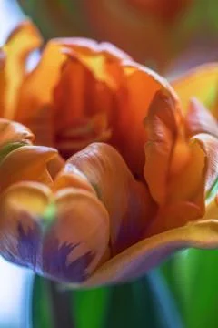 Macro shot inside the petals of young orange tulip. Soft focus. 6 Stock Photos