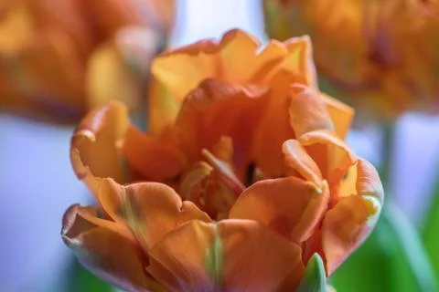 Macro shot inside the petals of young orange tulip. Soft focus. 5 Stock Photos