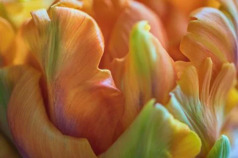 Macro shot inside the petals of young orange tulip. Soft focus. 8 Foto stock