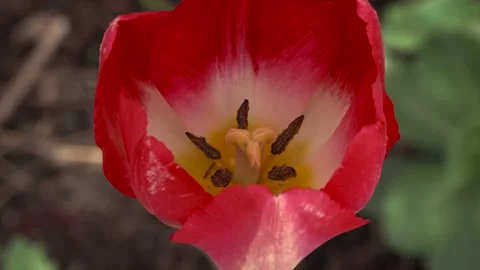 Macro Shot Inside Red Tulip Flower Blooming in Spring Garden Stock Footage 345007567