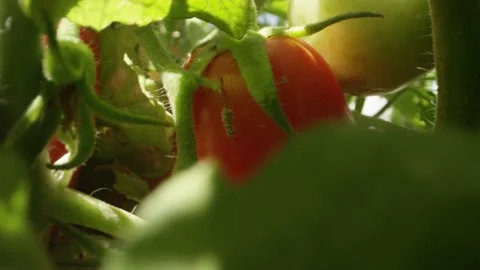 Macro shot inside tomato plant with green and red ripe Roma Tomatoes Stock Footage 144135368