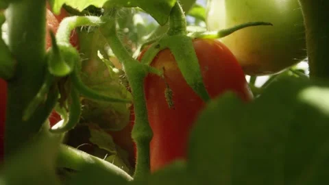 Macro shot inside tomato plant with green and red ripe Roma Tomatoes Stock Footage 144135403