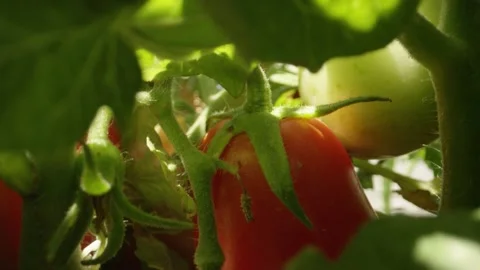 Macro shot inside tomato plant with green and red ripe Roma Tomatoes Stock-Footage 144135593