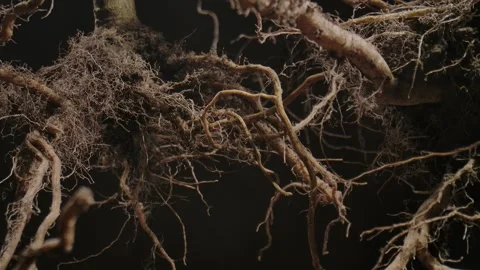 Macro shot of Intricate Tree or Plant Root System Stock Footage 328165564
