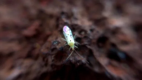 Macro Shot of Iridescent Winged Insect on Tree Bark - Nature Wildlife Close-Up Stock Footage 304086799