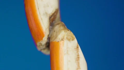 The macro shot of the joints of the genus Castor Stock Footage 102770196