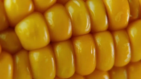 Macro Shot of Juicy Corn Kernels with Smooth Horizontal Camera Pan. Stock Footage 340028503