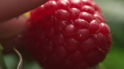 Macro shot of a juicy raspberry being picked Video stock 77058792