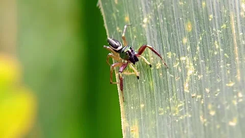 Macro Shot of Jumping Spider Crawling on Green Leaf in Slow Motion Stockbeeldmateriaal 346979066