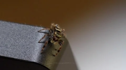 Macro Shot: Jumping Spider Explores Top of Laptop Screen 스톡 동영상 312443579
