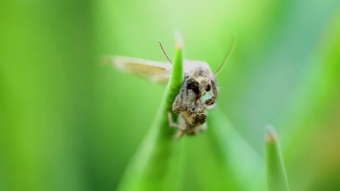 Macro shot of jumping spider feeding on moth in nature 스톡 동영상 334749064