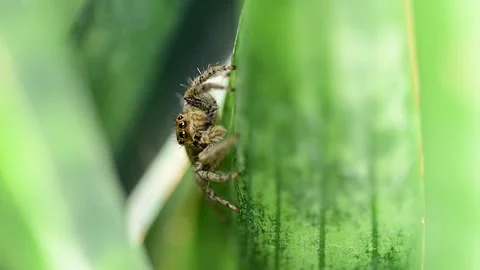 Macro shot of jumping spider highlighting texture pattern and detail Stock Footage 334749199