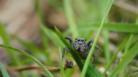 Macro Shot of a Jumping Spider Moving Through Grass and Branches Stock-Footage 316291745