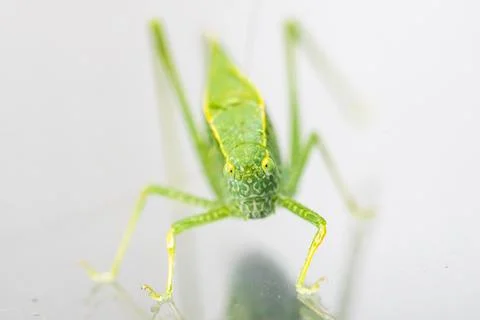 A macro shot of a Katydid or leaf bug. Stock Photos