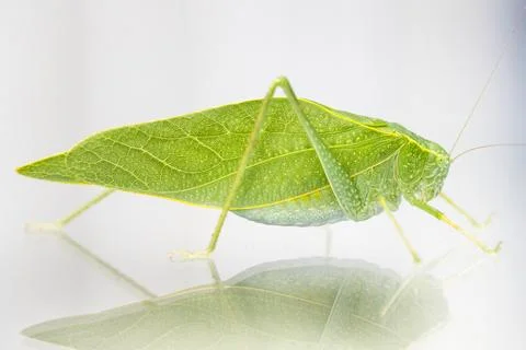 A macro shot of a Katydid or leaf bug. Stock-Fotos
