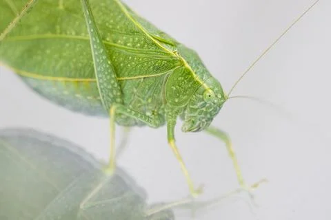 A macro shot of a Katydid or leaf bug. Stock Photos