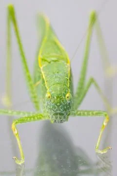 A macro shot of a Katydid or leaf bug. Stock Photos