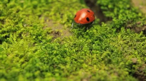 Macro shot of a ladybird (ladybug, ladybird beetle, God's cow, ladyclock) Stock Footage 8850737