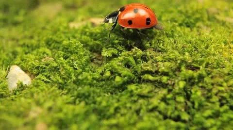 Macro shot of a ladybird (ladybug, ladybird beetle, God's cow, ladyclock) Stock Footage 8962320