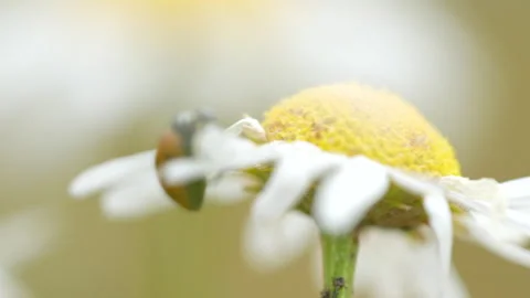 Macro shot of ladybug climbing on Daisy Flower in nature, close up shot Stock Footage 247036927