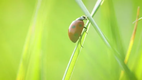 Macro shot of ladybug crawling down blade of summer grass Video stock 141600219