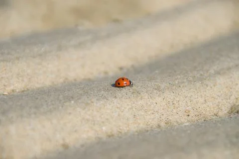 Macro shot of ladybug crawling over tiny sand dunes Stock Photos
