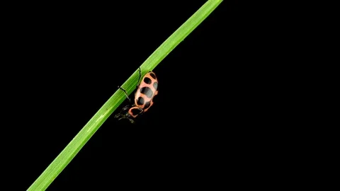 Macro Shot Of A Ladybug 動画素材 85774592