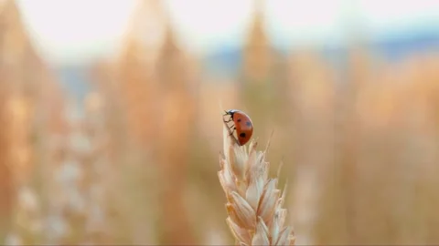 Macro Shot of a Ladybug on Golden Wheat Ear Stock Footage 339565809
