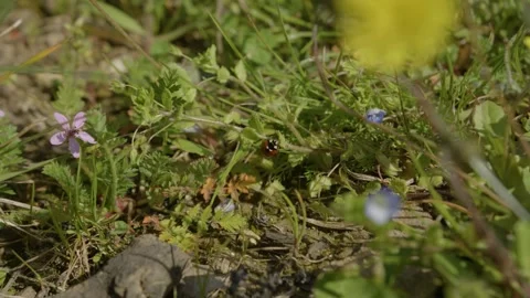 Macro shot of a ladybug in a green, flowery garden, France Stock Footage 289744639