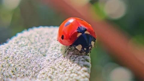 Macro Shot Of Ladybug On Leaf With Bokeh Видео 333470969