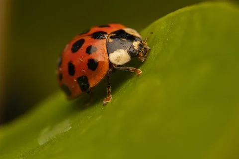 Macro shot of a ladybug on a leaf Stock Photos