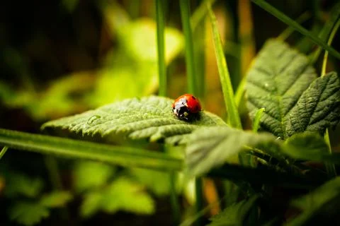Macro shot of a ladybug on a leaf Foto stock