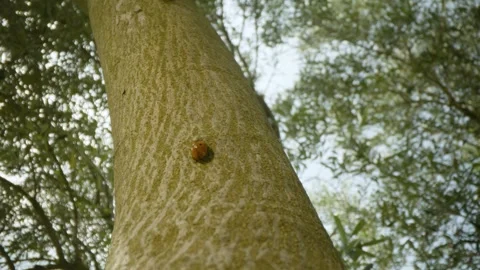 Macro shot of a ladybug moving on the branch of an olive tree, Provence, France Stock Footage 292124441