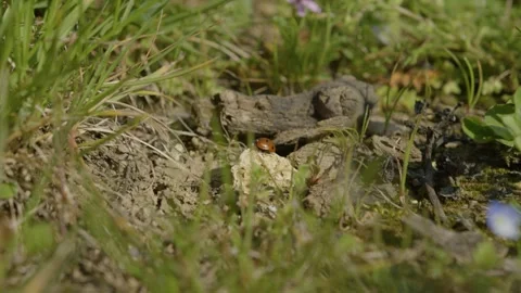 Macro shot of a ladybug moving over a pebble in a lush, flower-filled garden Stock Footage 289744642