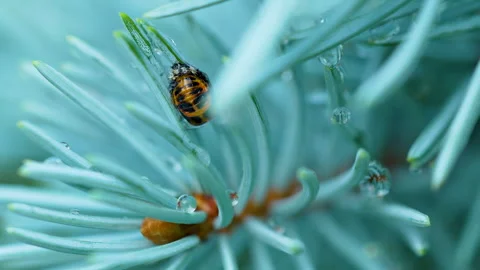 Macro Shot Of Ladybug Pupa On Blue Spruce Branch With Dew Drops Stock Footage 345443985