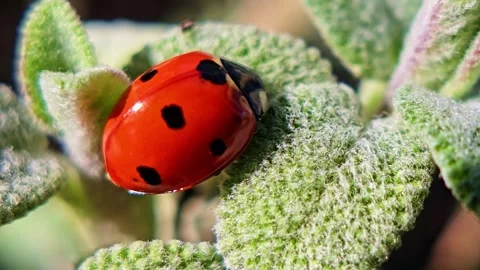 Macro Shot Of Ladybug On Textured Leaf Stock Footage 333469259