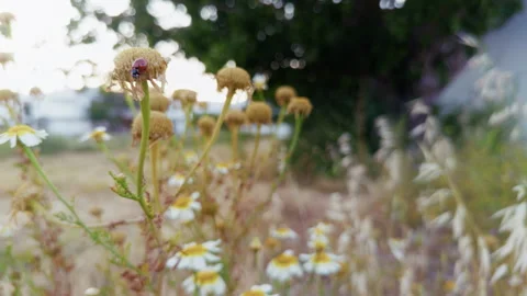 Macro Shot Of Ladybug On Wild Yellow Flower In Meadow Stock Footage 336323006