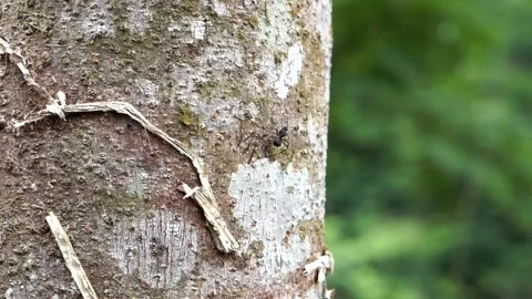 Macro shot of a large black ant crawling on tree trunk bark in a tropical forest Stock Footage 344094018