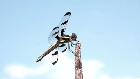 Macro shot of a large dragonfly on a twig. Video stock 324763352