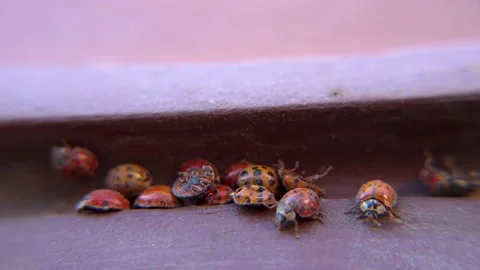 Macro shot of large group of orange ladybugs crawling by window sill Stock Footage 151904777