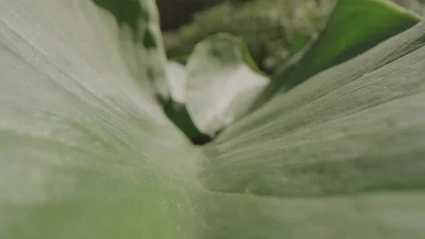 Macro shot of a large plant leaf in a sunny garden Stock Footage 229509421