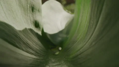 Macro shot of a large plant leaf in a sunny garden Stock Footage 229650359