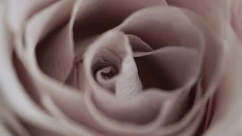 Macro shot of large rosebud of pale pink color. Big rose flower close-up Stock Footage 194419930