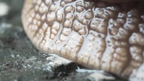 Macro shot of a large snail moving. 動画素材 242626657