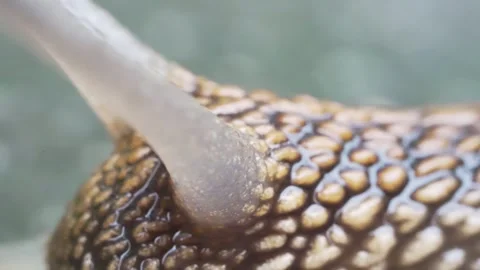 Macro shot of a large snail moving. Stock Footage 242626757