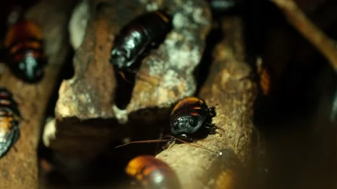 Macro shot of large tropical cockroach in a terrarium Stock Footage 221513131