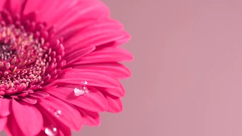 Macro shot of large water drops falling on pink gerbera flower with soft po.. Stock Footage 317376097