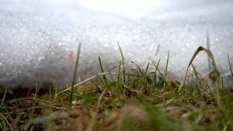 Macro shot of last year's grass against the background of a melting snowdrift Stock Footage 143152301