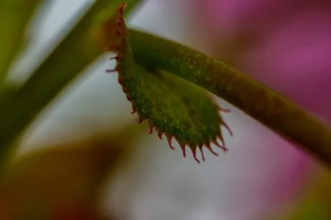 Macro Shot Of The Leaf And Branches Of the Japanese Cherry Stock Photos