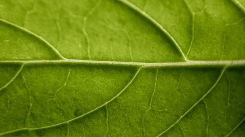 Macro shot of a leaf and its veins Stock Photos